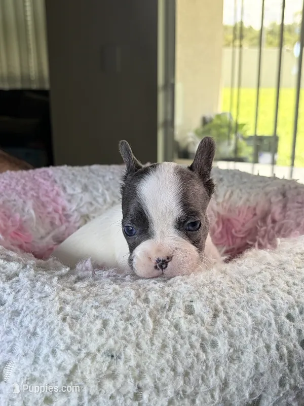 Snow  – French Bulldog puppy for sale in Saint Cloud, FL