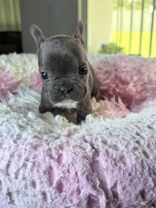 Grey – French Bulldog puppy for sale in Saint Cloud, FL