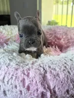 Grey, a male French Bulldog for sale in Saint Cloud, FL – 1 of 1