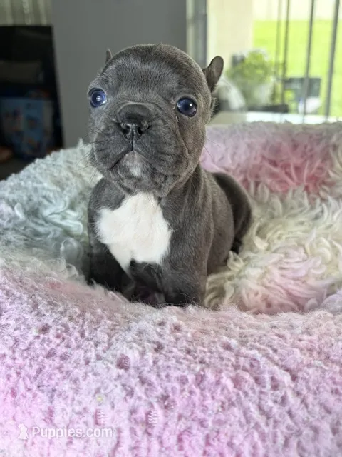 Bella – French Bulldog puppy for sale in Saint Cloud, FL