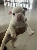 Coco, a male French Bulldog for sale in Saint Cloud, FL – 2 of 2