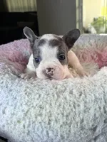 Cookie , a male French Bulldog for sale in Saint Cloud, FL – 1 of 2