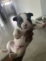 Snow , a male French Bulldog for sale in Saint Cloud, FL – 2 of 2
