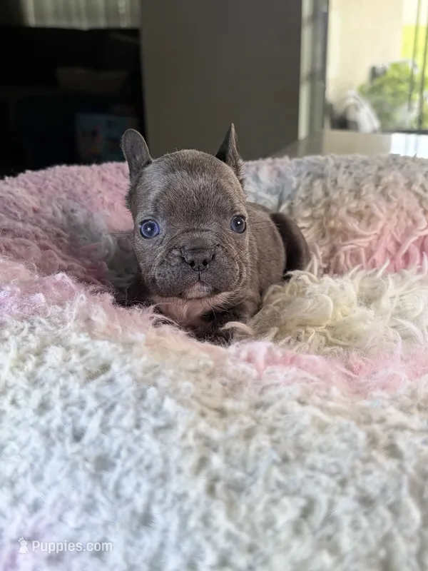 Ashes  – French Bulldog puppy for sale in Saint Cloud, FL