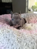 Ashes , a male French Bulldog for sale in Saint Cloud, FL – 1 of 1