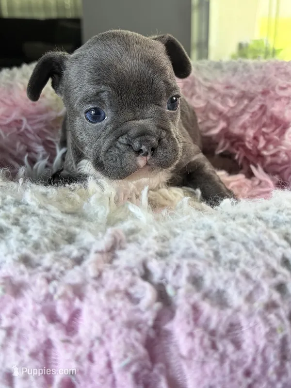 Shadow  – French Bulldog puppy for sale in Saint Cloud, FL