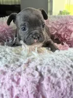 Shadow , a male French Bulldog for sale in Saint Cloud, FL – 1 of 1