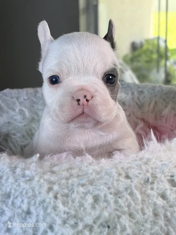 Coco – French Bulldog puppy for sale in Saint Cloud, FL