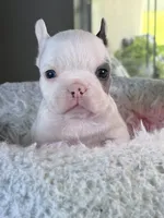 Coco, a male French Bulldog for sale in Saint Cloud, FL – 1 of 2