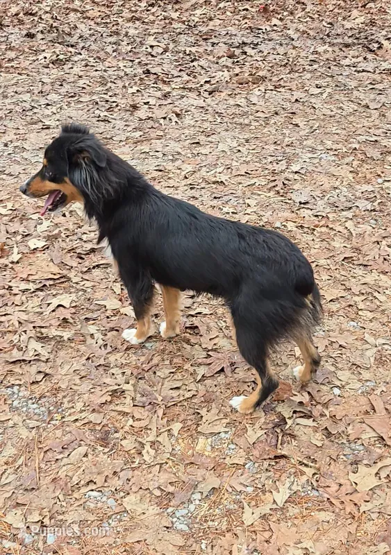 Lilly – Miniature Australian Shepherd puppy for sale in Malvern, AR