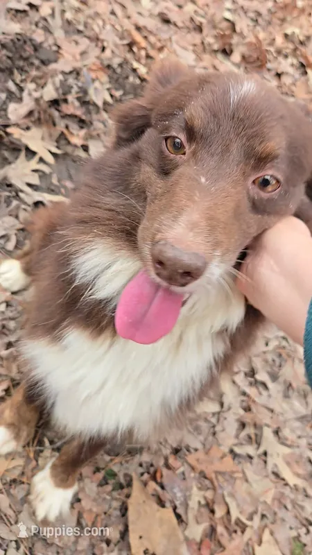 Honey – Miniature Australian Shepherd puppy for sale in Malvern, AR