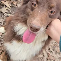 Honey, a female Miniature Australian Shepherd for sale in Malvern, AR – Photo 1 of 4