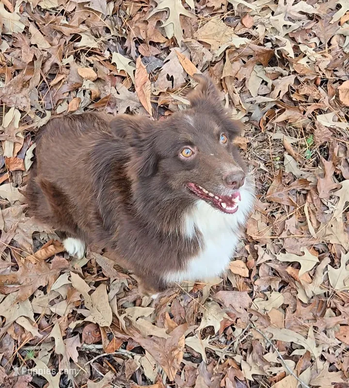 Honey – Miniature Australian Shepherd puppy for sale in Malvern, AR