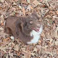 Honey, a female Miniature Australian Shepherd for sale in Malvern, AR – Photo 3 of 4