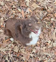 Honey, a female Miniature Australian Shepherd for sale in Malvern, AR – Photo 2 of 4