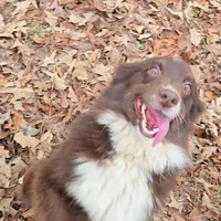 Honey, a female Miniature Australian Shepherd for sale in Malvern, AR – Photo 4 of 4