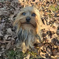 Little one, a female Yorkshire Terrier for sale in Malvern, AR – Photo 1 of 4