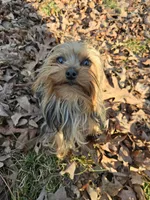 Little one, a female Yorkshire Terrier for sale in Malvern, AR – Photo 1 of 4