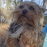 Little one, a female Yorkshire Terrier for sale in Malvern, AR – Photo 2 of 4