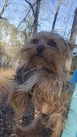 Little one, a female Yorkshire Terrier for sale in Malvern, AR – Photo 2 of 4
