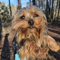 Little one, a female Yorkshire Terrier for sale in Malvern, AR – Photo 3 of 4