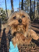 Little one, a female Yorkshire Terrier for sale in Malvern, AR – Photo 3 of 4