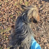 Little one, a female Yorkshire Terrier for sale in Malvern, AR – Photo 4 of 4