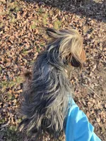 Little one, a female Yorkshire Terrier for sale in Malvern, AR – Photo 4 of 4