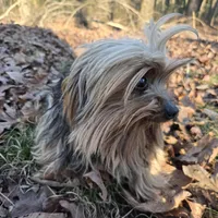 Noodle, a male Yorkshire Terrier for sale in Malvern, AR – Photo 2 of 4