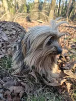 Noodle, a male Yorkshire Terrier for sale in Malvern, AR – Photo 2 of 4