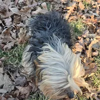 Noodle, a male Yorkshire Terrier for sale in Malvern, AR – Photo 4 of 4