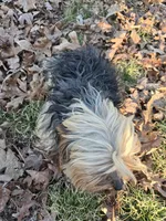 Noodle, a male Yorkshire Terrier for sale in Malvern, AR – Photo 4 of 4