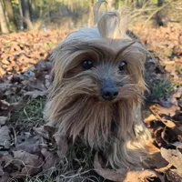 Noodle, a male Yorkshire Terrier for sale in Malvern, AR – Photo 1 of 4