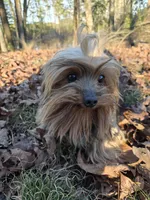 Noodle, a male Yorkshire Terrier for sale in Malvern, AR – Photo 1 of 4