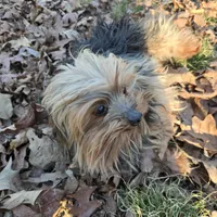 Noodle, a male Yorkshire Terrier for sale in Malvern, AR – Photo 3 of 4