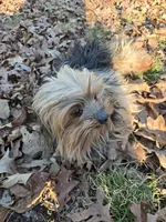 Noodle, a male Yorkshire Terrier for sale in Malvern, AR – Photo 3 of 4