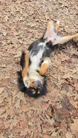 Lilly, a female Miniature Australian Shepherd for sale in Malvern, AR – 3 of 3