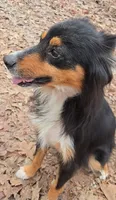 Lilly, a female Miniature Australian Shepherd for sale in Malvern, AR – 2 of 3