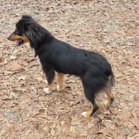 Lilly, a female Miniature Australian Shepherd for sale in Malvern, AR – Photo 2 of 4