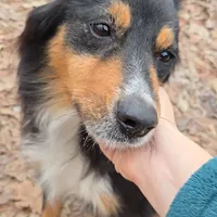 Lilly, a female Miniature Australian Shepherd for sale in Malvern, AR – Photo 4 of 4
