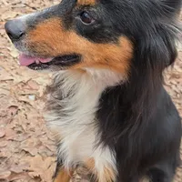 Lilly, a female Miniature Australian Shepherd for sale in Malvern, AR – Photo 1 of 4