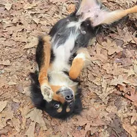 Lilly, a female Miniature Australian Shepherd for sale in Malvern, AR – Photo 3 of 4