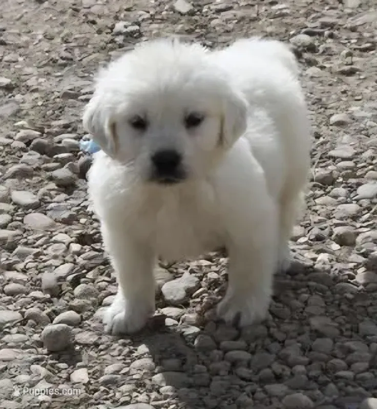 Bella  – English Cream Golden Retriever puppy for sale in Hesperia, CA