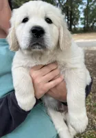 Nala , a female English Cream Golden Retriever for sale in Hesperia, CA – Photo 3 of 3