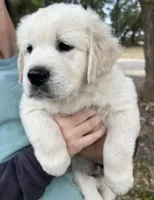 Nala , a female English Cream Golden Retriever for sale in Hesperia, CA – Photo 2 of 3