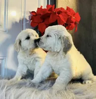 Goku, a female English Cream Golden Retriever for sale in Hesperia, CA – Photo 3 of 3