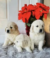 Goku, a female English Cream Golden Retriever for sale in Hesperia, CA – Photo 2 of 3