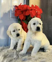 Goku, a female English Cream Golden Retriever for sale in Hesperia, CA – Photo 1 of 3