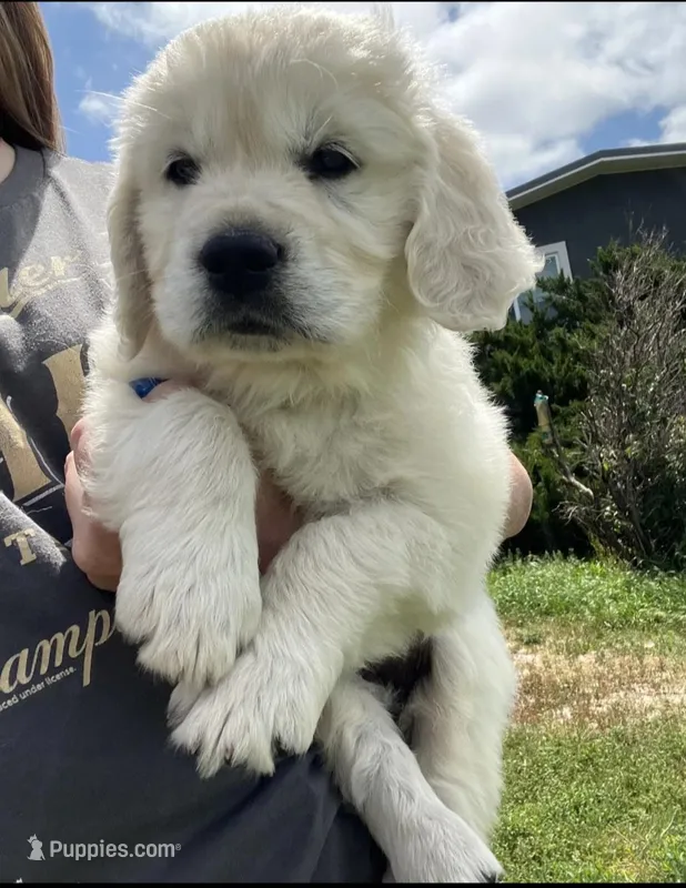 Nala  – English Cream Golden Retriever puppy for sale in Hesperia, CA