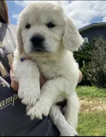 Nala , a female English Cream Golden Retriever for sale in Hesperia, CA – Photo 1 of 3